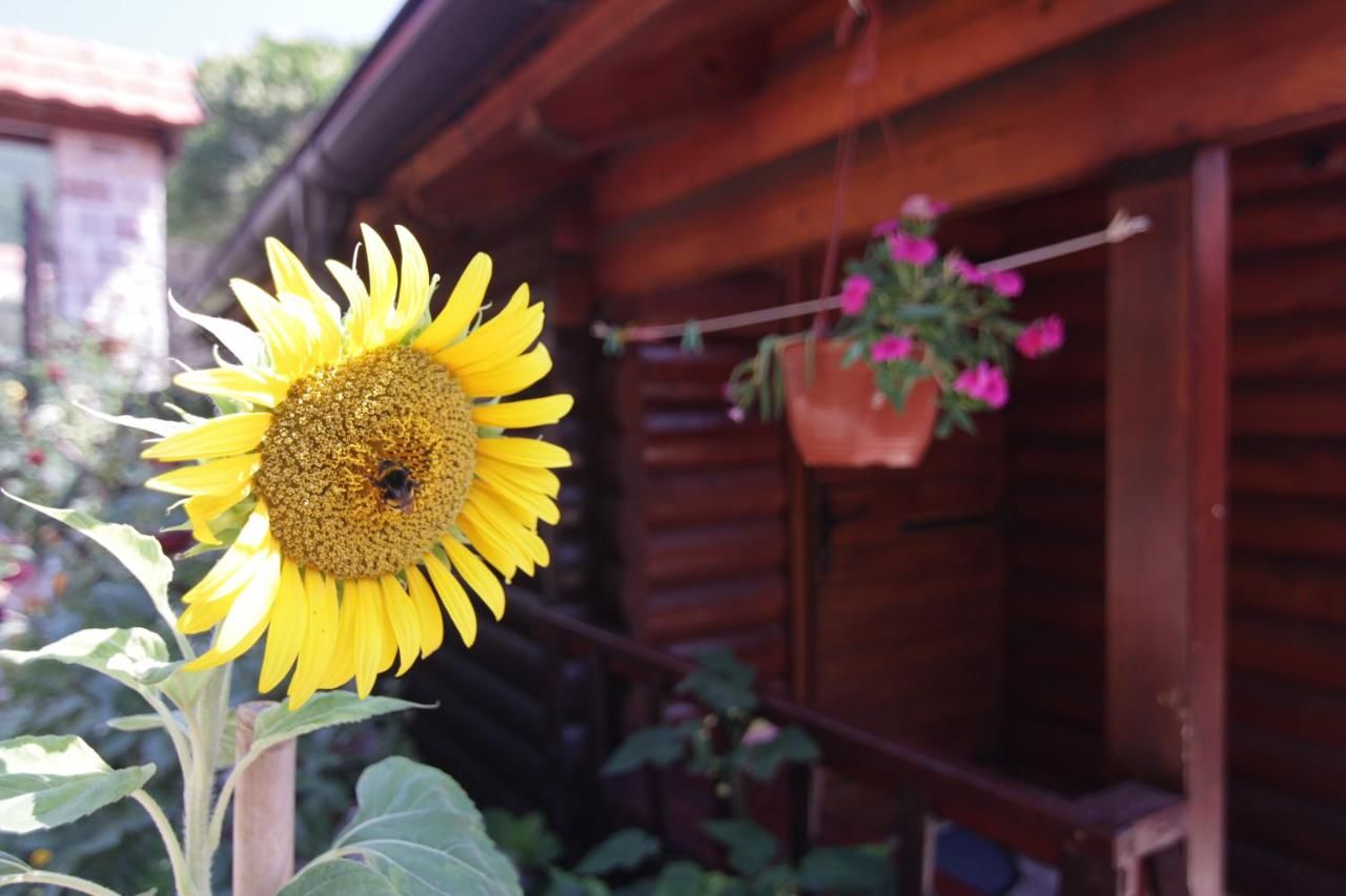 Апартаменты Drvljanik Eco Houses Петровац-41